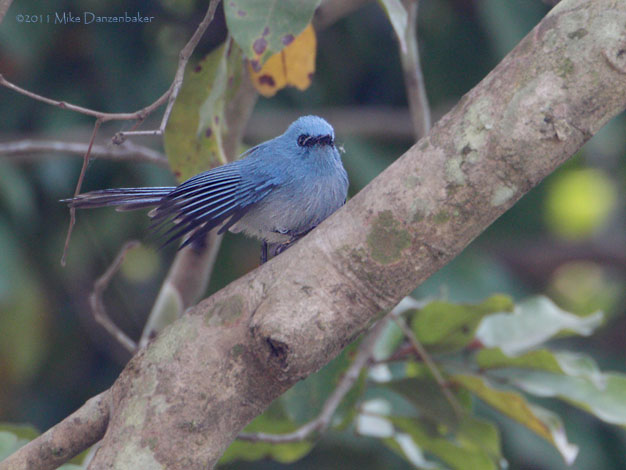 African Blue Flycatcher (Elminia longicauda) photo