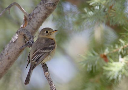 Buff-breasted Flycatcher (Empidonax fulvifrons) photo image