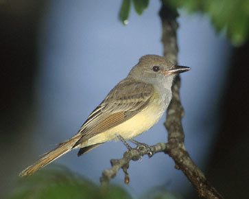 Brown-crested Flycatcher (Myiarchus tyrannulus) photo image