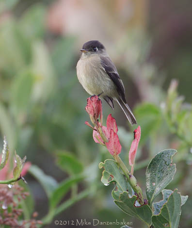 Black-capped Flycatcher (Empidonax atriceps) photo