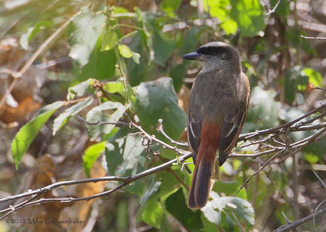 Baird's Flycatcher (Myiodynastes bairdii) photo