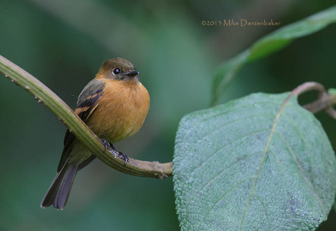 Cinnamon Flycatcher (Pyrrhomyias cinnamomeus) photo