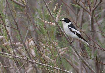 Collared Flycatcher (Ficedula albicollis) photo