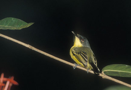 Common Tody-Flycatcher (Todirostrum cinereum) photo