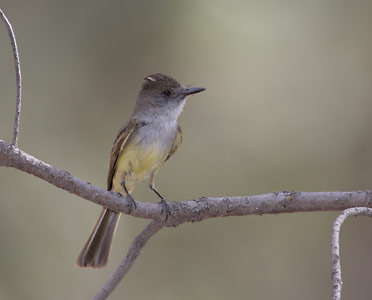 Dusky-capped Flycatcher (Myiarchus tuberculifer) photo image