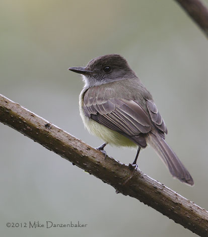 Dusky-capped Flycatcher (Myiarchus tuberculifer) photo