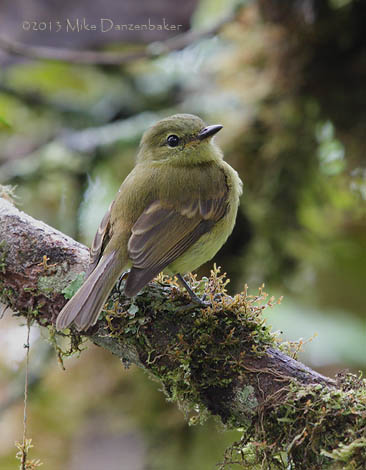 Flavescent Flycatcher (Myiophobus flavicans) photo