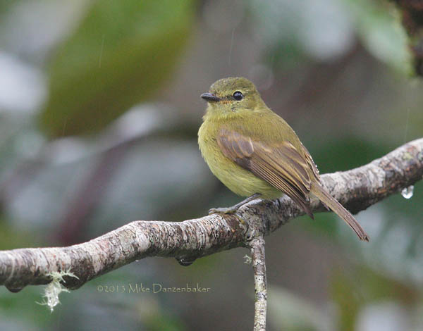 Flavescent Flycatcher (Myiophobus flavicans) photo