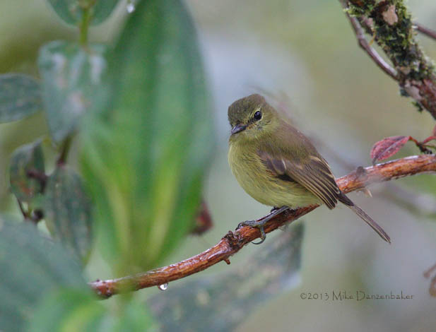 Flavescent Flycatcher (Myiophobus flavicans) photo
