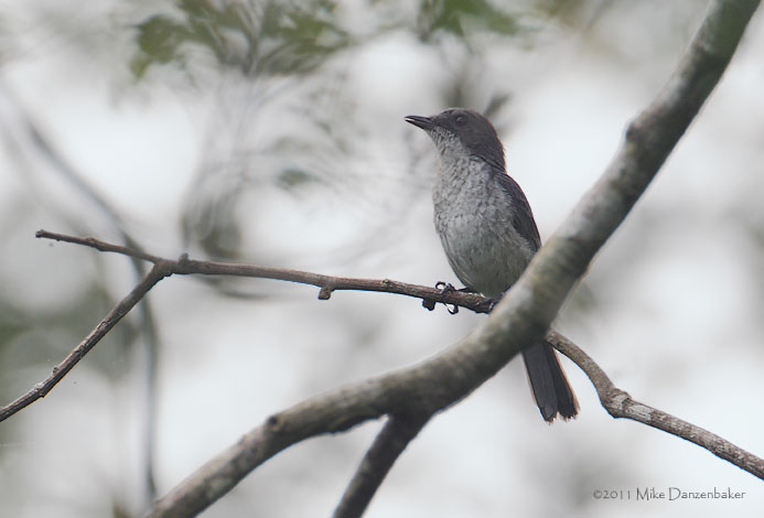 Fraser's Forest Flycatcher (Fraseria ocreata) photo