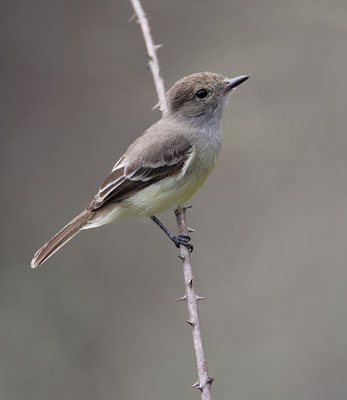 Galapagos Flycatcher (Myiarchus magnirostris) photo