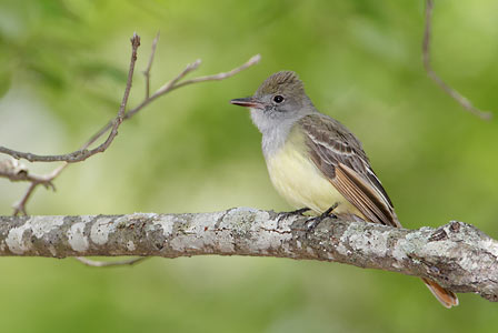 Great Crested Flycatcher (Myiarchus crinitus) photo