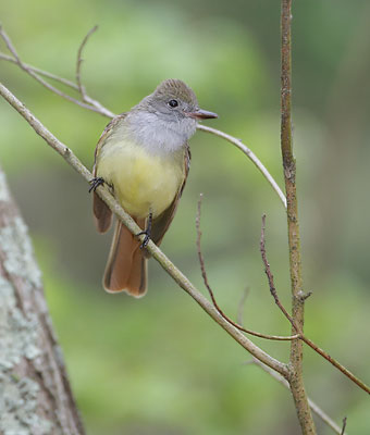 Great Crested Flycatcher (Myiarchus crinitus) photo