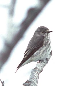 Grey-streaked Flycatcher (Muscicapa griseisticta) photo image