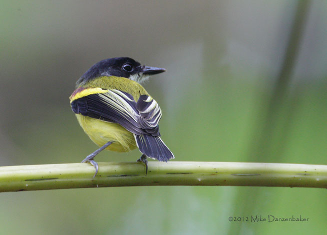 Golden-winged Tody-Flycatcher (Poecilotriccus calopterus) photo