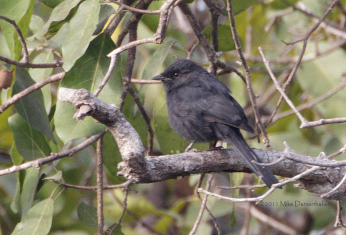 Northern Black Flycatcher (Melaenornis edolioides) photo