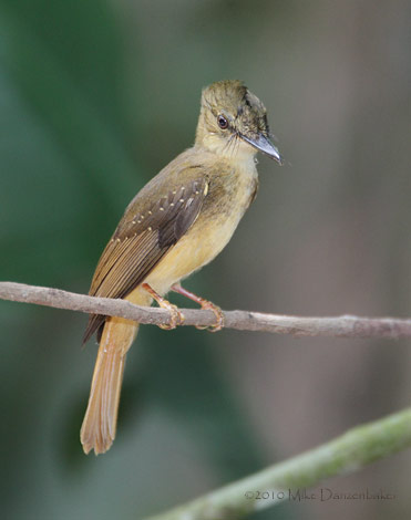 Northern Royal Flycatcher (Onychorynchus coronatus) photo