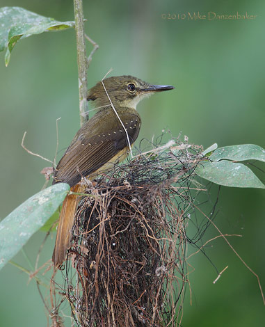 Northern Royal Flycatcher (Onychorynchus coronatus) photo