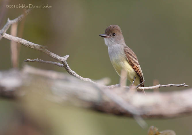 Nutting's Flycatcher (Myiarchus nuttingi) photo