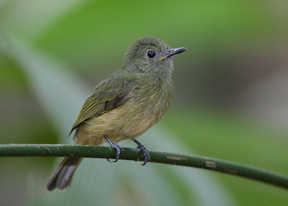 Ochre-bellied Flycatcher (Mionectes oleagineus) photo