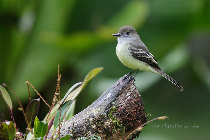 Pale-edged Flycatcher (Myiarchus cephalotes) photo