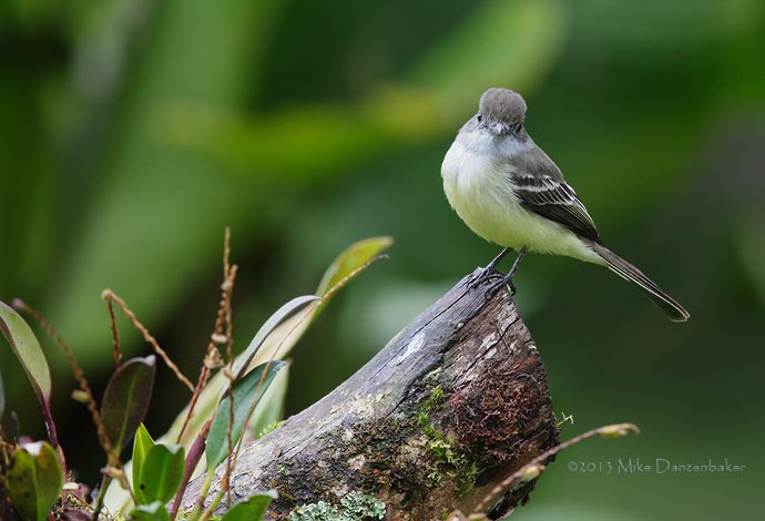 Pale-edged Flycatcher (Myiarchus cephalotes) photo