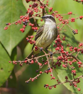 Piratic Flycatcher (Legatus leucophaius) photo