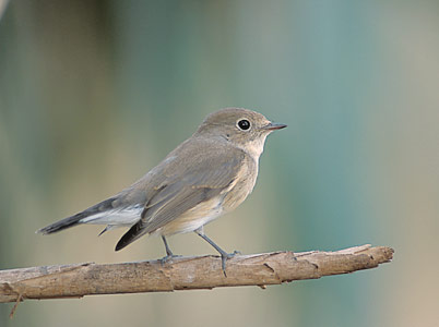 Red-breasted Flycatcher (Ficedula parva) photo image