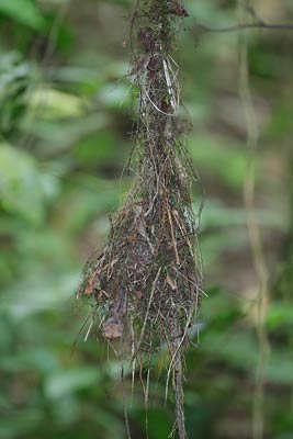 Sulphur-rumped Flycatcher (Myiobius sulphureipygius) photo