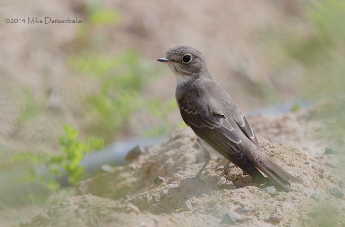 Dark-sided Flycatcher (Muscicapa sibirica) photo