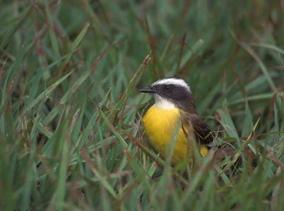 Social Flycatcher (Myiozetetes similis) photo image