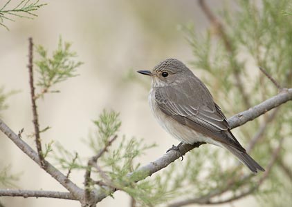 Spotted Flycatcher (Muscicapa striata) photo
