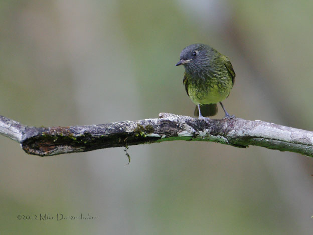 Streak-necked Flycatcher (Mionectes striaticollis) photo