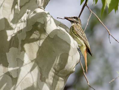 Sulphur-bellied Flycatcher (Myiodynastes luteiventris) photo image