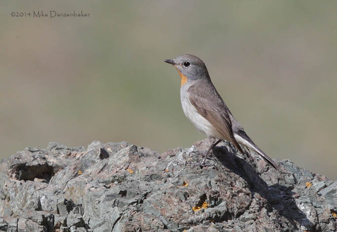 Taiga Flycatcher (Ficedula albicilla) photo