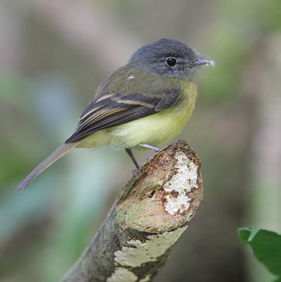 Tawny-chested Flycatcher (Aphanotriccus capitalis) photo
