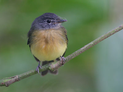 Tawny-chested Flycatcher (Aphanotriccus capitalis) photo