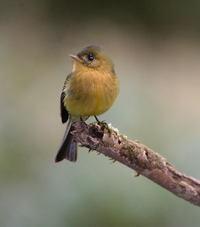 Tufted Flycatcher (Mitrephanes phaeocercus) photo image