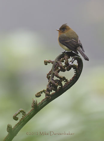 Northern Tufted Flycatcher (Mitrephanes phaeocercus) photo