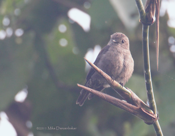Ussher's Flycatcher (Muscicapa ussheri) photo