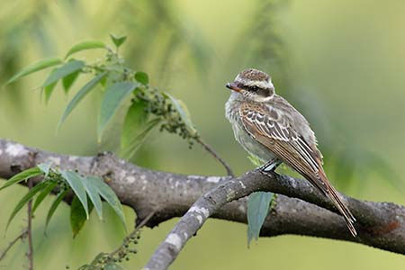 Variegated Flycatcher (Empidonomus varius) photo image