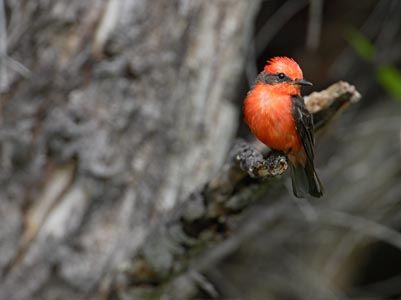 Vermilion Flycatcher (Pyrocephalus rubinus) photo