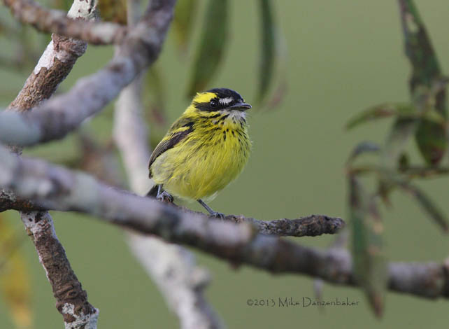 Yellow-browed Tody-Flycatcher (Todirostrum chrysocrotaphum) photo