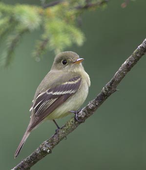 Yellow-bellied Flycatcher (Empidonax flaviventris) photo
