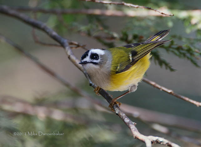 Flamecrest (Regulus goodfellowi) photo
