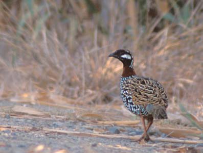 Black Francolin (Francolinus francolinus) photo image