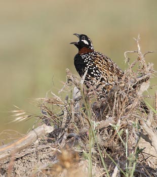 Black Francolin (Francolinus francolinus) photo