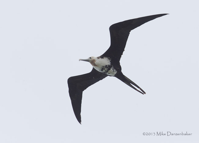 Great Frigatebird (Fregata minor) photo