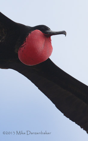 Great Frigatebird (Fregata minor) photo