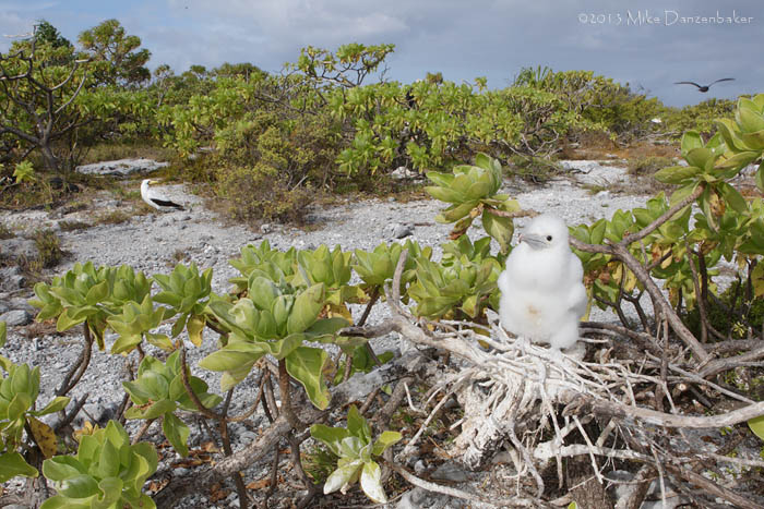 Great Frigatebird (Fregata minor) photo